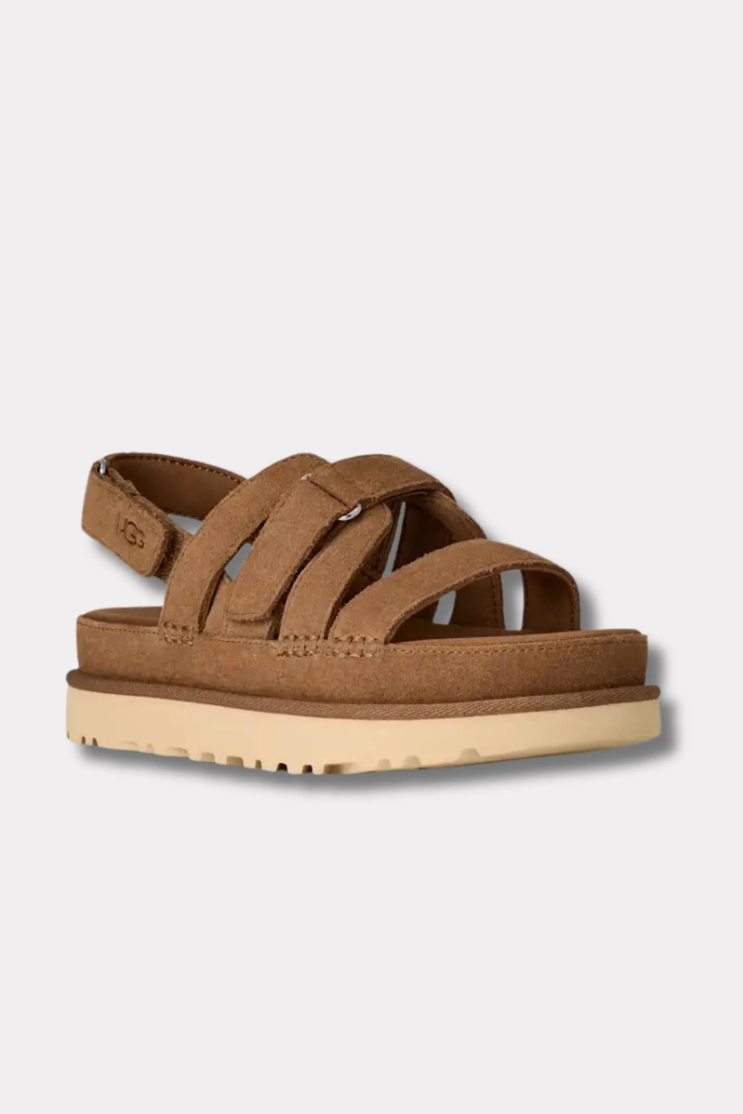 W Goldenstar Gleam- Chestnut - Image 2